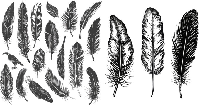 Hand drawn feathers. Vector isolated illustration symbols set