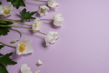 Beautiful white anemone flowers  on a purple background. Top view, flat lay. Space for text.