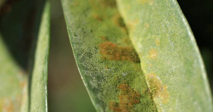 Close-up of green leaves with Agal Spot, illness of Durian in the plantations,Durian disease ,in the durian garden  causing by Cephaleuros virescense