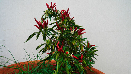 Red chili pepper bush,chili peppers in a pot on the balcony.