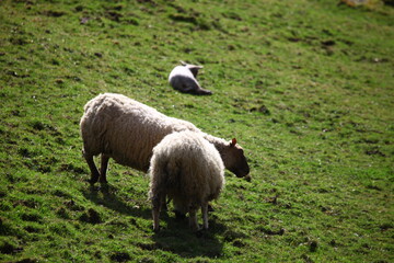 Obraz premium nature normande