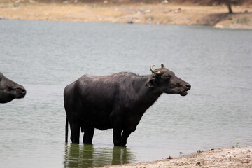 close up shot of buffalo italian buffalo and indian buffalo at water lake