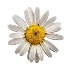 Set of Common daisy blossom isolated on transparent background