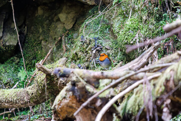 餌を探して林を飛び回る可愛いコマドリ（ヒタキ科）。

日本国神奈川県相模原市、早戸川林道にて。
2024年4月13日撮影。

Lovely Japanese Robin (Luscinia akahige, family comprising Charadriidae) flit about the woods in search of food.

At Hayatogawa forest ro