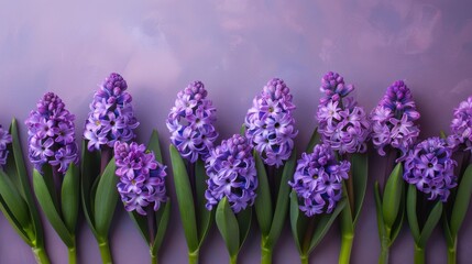 Fototapeta premium A line of soft violet hyacinths gracefully draped along the lower border of a pastel violet background, providing a harmonious color blend and generous negative space.