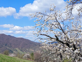Cherry blossom in full bloom. Cherry flowers in small clusters on a cherry tree in the forest