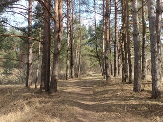 Salduve park during cloudy early spring day. Pine and birch tree woodland. Small trees and bushes are growing in forest. Cloudy day. Nature. Salduves parkas.