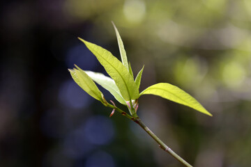 ホソバイヌビワの若葉