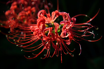 View of the spider lily