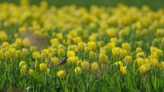 Yellow wagtail Motacilla flava sit on yellow flower in vivid tulip field, tele
