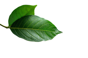 Green leaf isolated on transparent background. PNG file with transparency. Generative Ai