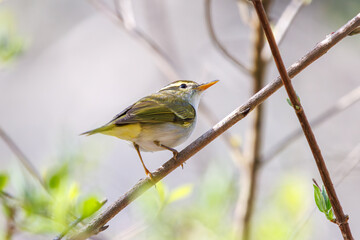さえずる可愛いセンダイムシクイ（ムシクイ科）。

日本国神奈川県相模原市、早戸川林道にて。
2024年4月13日撮影。

Lovely Eastern Crowned Warbler (Phylloscopus coronatus, family comprising Warbler) in chirping.

At Hayatogawa forest road, Sagamihara, Kan
