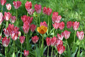 pink tulips in the garden