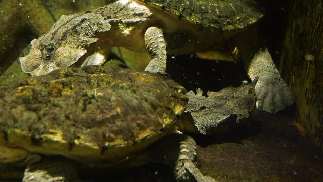 Mata mata turtles moving around each other underwater