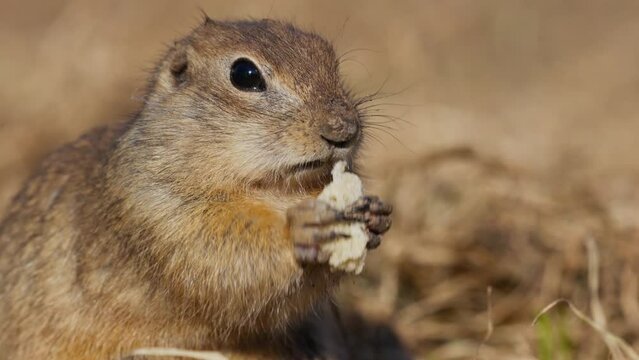 Funny fluffy gopher eat Eating bread, little ground squirrel or little suslik, Spermophilus pygmaeus is a species of rodent in the family Sciuridae. Syslik in wildlife. Slow motion video