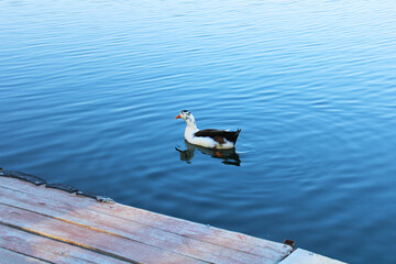 Single ancona duck is swimming in the blue lake. 