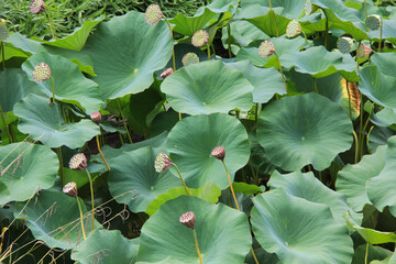 Belle surface de lotus