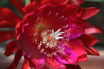 cœur d'une fleur rouge - 786978515