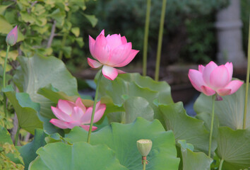 fleur de lotus - 786978573
