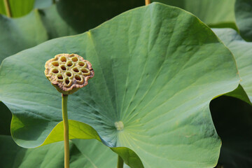 une graine de lotus