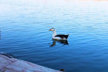 Single ancona duck is swimming in the blue lake. 