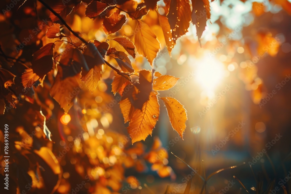 Poster Sunlight shining through the leaves of a tree. Suitable for nature and environment concepts