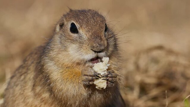 Funny fluffy gopher eat Eating bread, little ground squirrel or little suslik, Spermophilus pygmaeus is a species of rodent in the family Sciuridae. Syslik in wildlife. Slow motion video