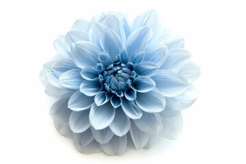 light blue flower on a white background isolated with clipping path. Closeup. big shaggy flower....