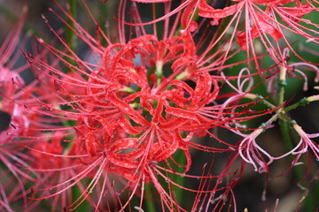 雨上がりの彼岸花