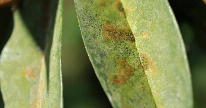 Close-up of green leaves with Agal Spot, illness of Durian in the plantations,Durian disease ,in the durian garden causing by Cephaleuros virescense

