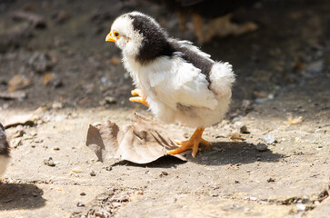  One baby chick posing in the sun - 786982506