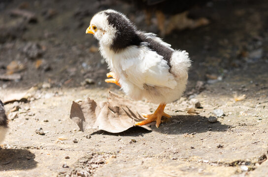  One baby chick posing in the sun