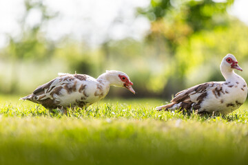 domestic duck on the grass - 786982719