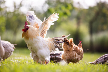  Chicken and white rooster standing on a green grass. - 786982932