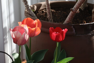 Colorful and striking tulips in a garden at sunset