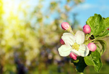 Blossom apple tree in a spring garden in sunlight (backgrounds - concept)