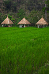 Three huts in a lush green rice field
