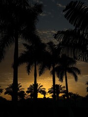 Fototapeta na wymiar sunset in the palm beach, Egypt