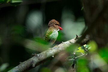 Banded Kingfisher The head, back, and tail have alternating brown stripes. The body below is white. The chest and sides of the body have a black scale pattern.