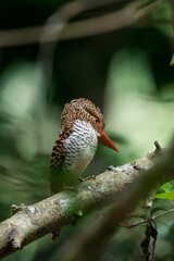 Banded Kingfisher The head, back, and tail have alternating brown stripes. The body below is white. The chest and sides of the body have a black scale pattern.