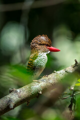 Banded Kingfisher The head, back, and tail have alternating brown stripes. The body below is white. The chest and sides of the body have a black scale pattern.