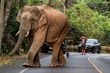 Its body is gray, its snout is called the trunk. The trunk of the Asian elephant has only one beak....