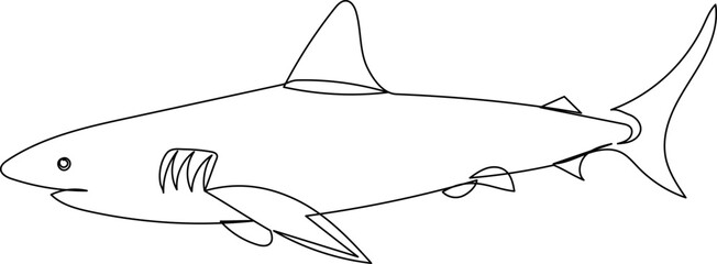 shark line drawing, sketch on white background vector