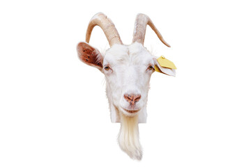 The domesticated goat with a fluffy coat is a popular choice for milk and cheese production on farms, isolated on white background.