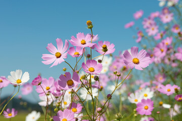 View of the cosmos flowers in rural area