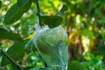 Guavas are wrapped in food-grade plastic, which is easily decomposed, to protect the fruit from...