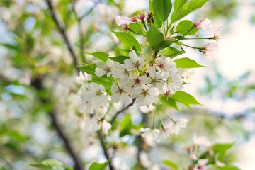 満開の桜と新芽のアップ