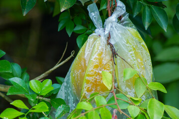 Starfruit (Averrhoa carambola) are wrapped in food-grade plastic to protect the fruit from pest...