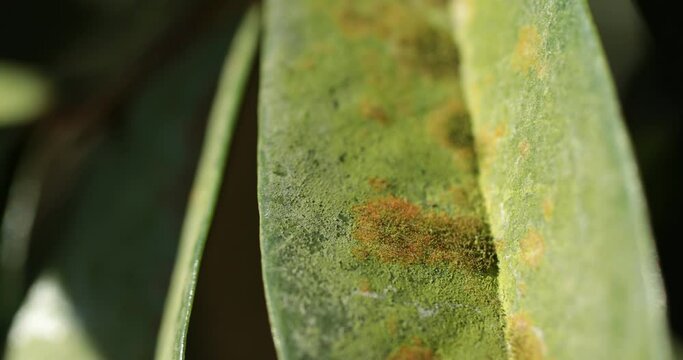 Close-up of green leaves with Agal Spot, illness of Durian in the plantations,Durian disease ,in the durian garden causing by Cephaleuros virescense

