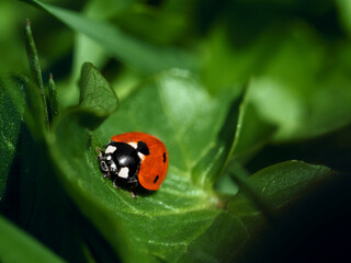 Ladybug sitting on a green leaf, macro